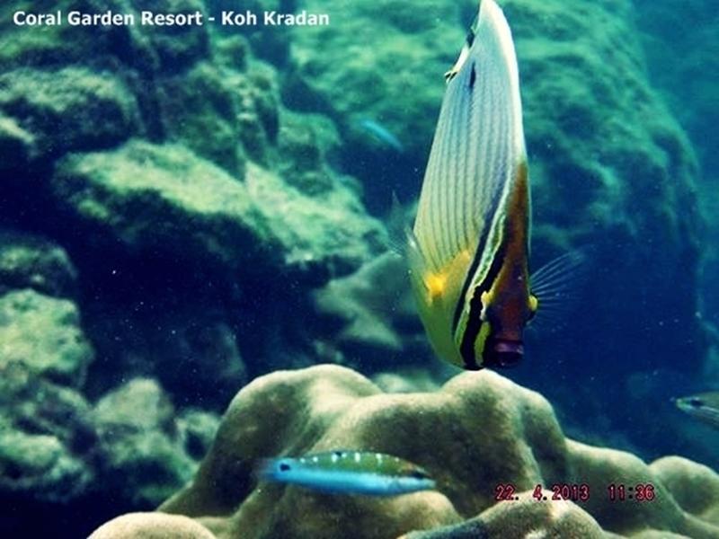 Coral Garden Resort Koh Kradan Exterior foto