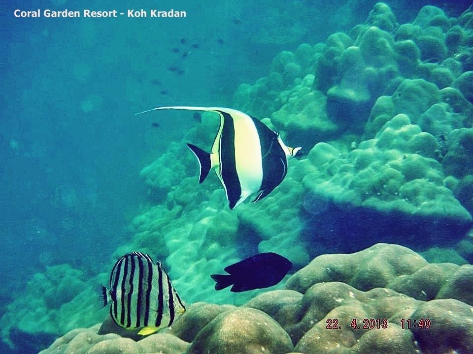 Coral Garden Resort Koh Kradan Exterior foto