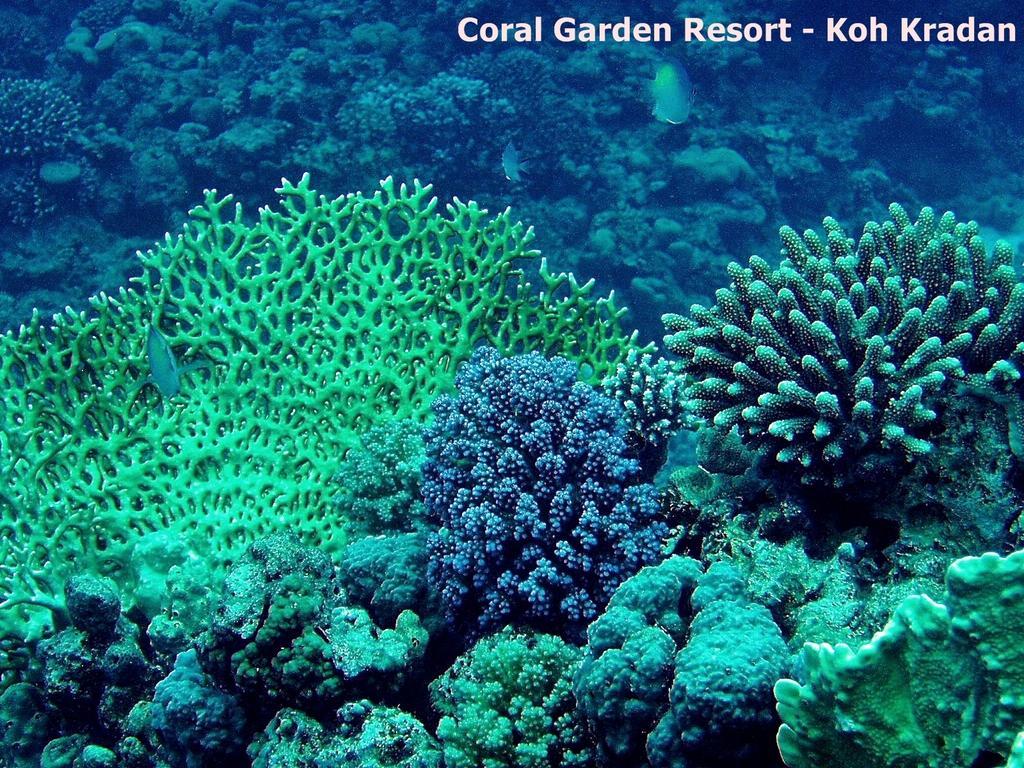 Coral Garden Resort Koh Kradan Exterior foto